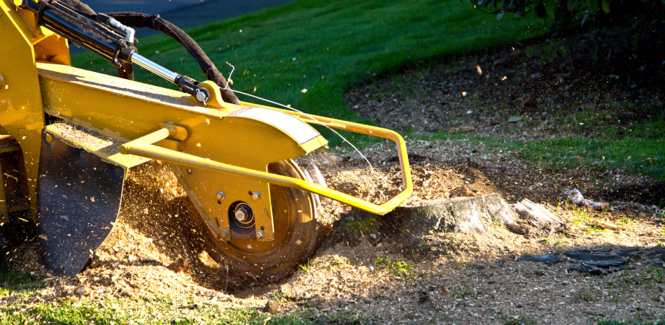 stump grinding and grass